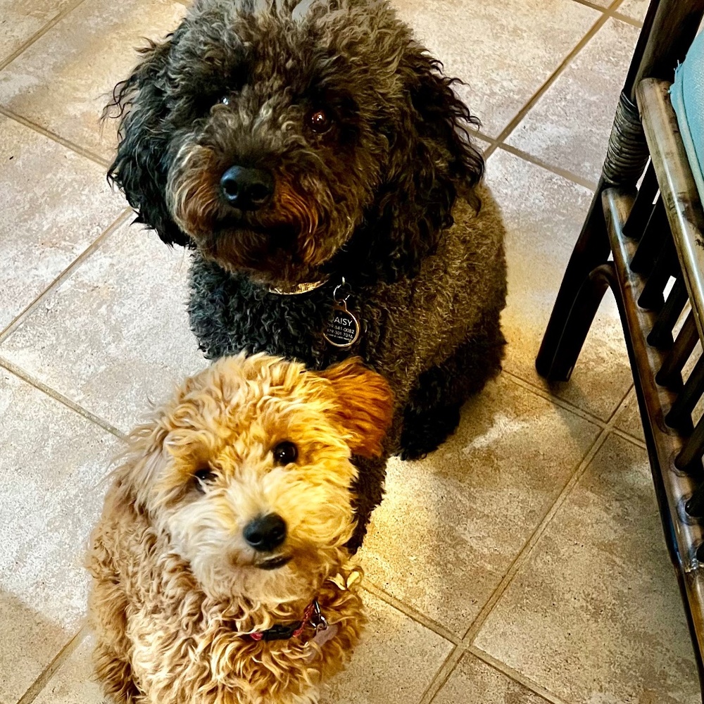 Meet your Poshers, Honey and Daisy